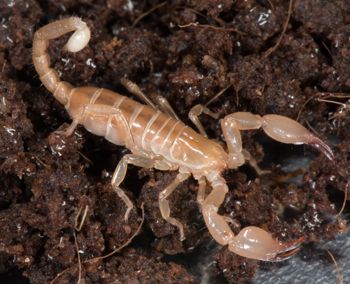 Media type: image; Invertebrate Zoology 46988
